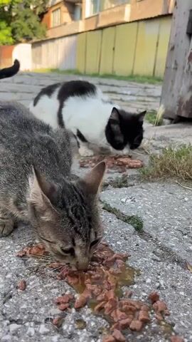 Two cats are eating wet food from the ground. One cat is a tabby and is in the foreground. The other cat is black and white and is in the background. The cats are on a paved surface, possibly a sidewalk or alley. There is some greenery and a building in the background. A car is visible on the left side of the frame.