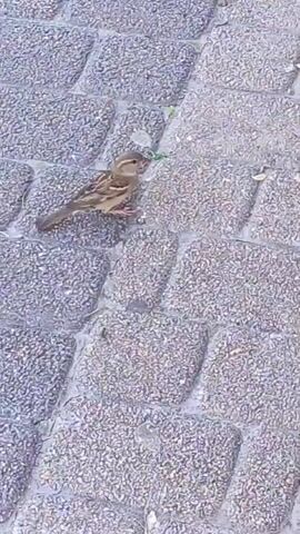 A small bird hops on a grey, textured surface. The bird has brown and tan feathers. The surface is made up of rectangular blocks, possibly pavers, with a rough, speckled texture. There are small green specks, possibly bits of plant matter, in the crevices between the blocks. The bird pecks at the surface and then hops out of view to the right.
