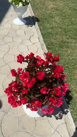 The video shows a person's perspective of walking past two potted plants. The first plant is a large bush of red begonia flowers with dark green leaves, in a white pot. The second plant is a white flower with green leaves, also in a white pot. The plants are located on a paved walkway next to a grassy area. The sun is shining, casting shadows on the walkway.
