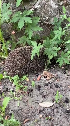 A hedgehog is foraging in the dirt near a wire fence and some green plants. The hedgehog is mostly hidden behind the plants, with only its back and spines visible. The ground is covered in dirt, with a few small black objects, possibly berries or droppings, scattered around. There are also some fallen leaves and small green weeds. The wire fence appears to be made of galvanized metal and is attached to a stone wall. The plants are leafy and green, with some pinkish stems visible. The scene appears to be outdoors, likely in a garden or natural area. There is no visible text in the image. The time of day and weather are not discernible from the image. The location is identified as Kozova, Ukraine.