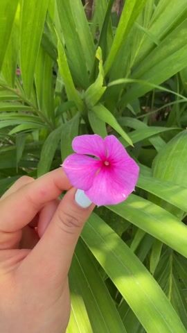 A hand with light blue nail polish holds a pink flower in front of a green leafy plant. The flower has five petals and a red center. The background consists of long, green leaves in sunlight.
