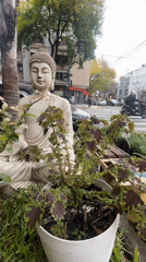 Buddhist figurines and decorative plants displayed in Buenos Aires