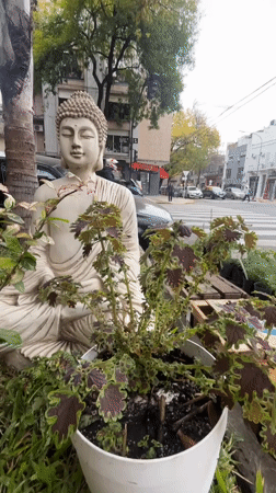 Buddhist figurines and decorative plants displayed in Buenos Aires