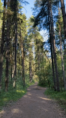 Morning forest walk documented near Votkinsk, Russia