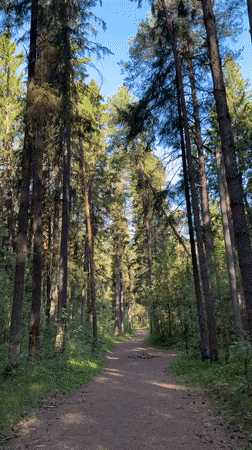Morning forest walk documented near Votkinsk, Russia