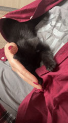 Black kitten filmed resting on lap in Saint Petersburg