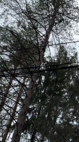 The video shows an upward-facing view of tall evergreen trees, likely pines, with numerous bare branches and some green foliage. Two black power lines stretch horizontally across the middle of the frame, passing between the trees. The sky is overcast and light grey, suggesting a cloudy day. The trees appear to be swaying gently, indicating the presence of wind. No people or visible text are present in the video.