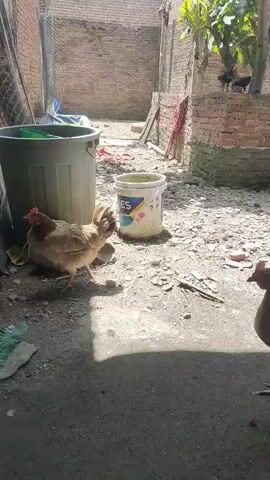 The video captures a glimpse of a dusty, outdoor enclosure with chickens. In the foreground, two chickens are visible, one facing left and the other facing right. In the background, a brick wall forms part of the enclosure, with some greenery and trees growing beyond. There are also various objects scattered around, including a large gray bucket on the left and a smaller white bucket with some colorful markings in the center. The ground is mostly dirt and gravel, with patches of shadow cast by the sun. The overall impression is of a simple, rural setting where chickens are being kept.