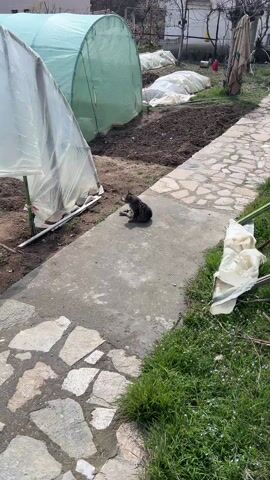 A video shows a tabby cat sitting on a concrete ledge on a sunny day. The cat is grooming itself by licking its paw and wiping its face.  The camera zooms in slightly. Behind the cat is a dirt area with some small plastic greenhouses. There is a stone pathway on either side of the concrete ledge.  A patch of green grass is on the right.