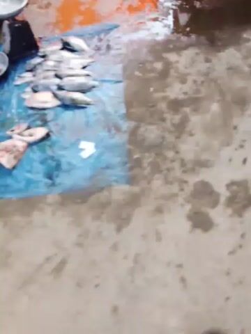 The video shows an outdoor market scene with a focus on a stall selling fish. There are several people visible, but their faces are not clearly distinguishable. The ground appears wet and muddy, suggesting recent rain or water spillage. In the foreground, a blue tarp is spread out on the ground, displaying a pile of fresh fish. To the left, a black bucket, a silver bowl, and a weighing scale are visible. Further back, there are several large basins, some containing water and possibly more fish. A white box filled with fish is also present. The overall impression is of a busy, somewhat messy, but functional fish market environment.