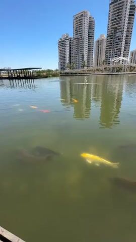 The video displays a still, elevated shot of a greenish-brown body of water, likely a pond or lake, populated with several fish. In the immediate foreground, a wooden edge of a dock or platform is visible. Under the water, a variety of fish are seen: several large, dark-colored carp, one prominent bright yellow koi, and multiple orange, red, and white koi of varying sizes. In the mid-ground, a small white bird stands in the water near the far bank. The background features a clear blue sky over several tall, modern apartment buildings with numerous windows, which are reflected in the water. To the left of the buildings, a long, dark, covered structure extends over the water.