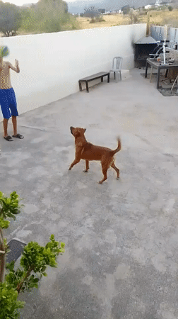 Dog chases balls around a courtyard in Greece