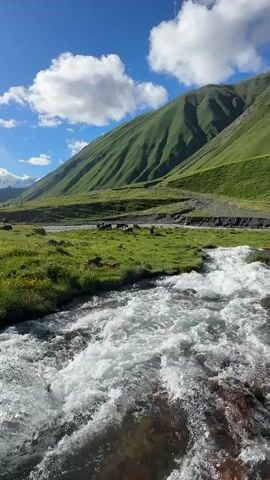 A fast-flowing river with white foamy water moves towards the viewer. On the opposite bank, a herd of cows grazes on a vibrant green pasture. Behind the pasture, a massive, verdant mountain rises under a bright blue sky dotted with fluffy white clouds. The mountain slopes are covered in green grass, with deep, parallel gullies running down its face. The sun casts a warm light on the scene.