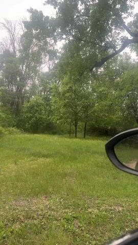 A video taken from inside a vehicle shows a lush green grassy field with several trees in the background. A single deer stands in the middle of the field, partially obscured by trees. The deer is facing the camera and appears to be alert. The sky is overcast, suggesting a cloudy day. The perspective suggests the video was filmed while driving past the deer.