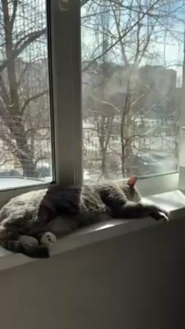The video shows a gray cat lying on a white windowsill on a sunny day. The cat is curled up, facing away from the camera, with one paw extended. Next to the cat is a white humidifier that is emitting vapor into the air. Outside the window, bare trees and a building are visible.