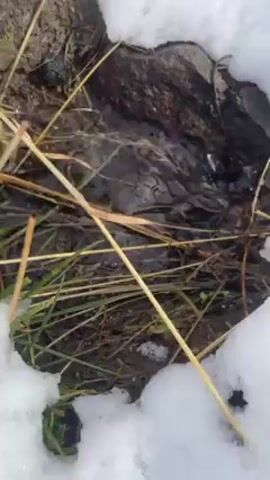 The video shows a small stream of water flowing through a snowy landscape. Patches of snow are visible on the ground, along with green grass and dried, brown vegetation. The stream appears dark and clear as it moves through the area.