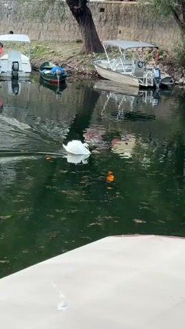 A swan swims in dark green water. Several boats are moored on the opposite bank, which is lined with trees and a stone wall. The swan is white and appears to be moving from left to right.