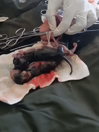 Veterinary C-section delivers four kittens in Nairobi clinic