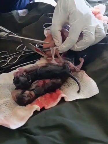 Veterinary C-section delivers four kittens in Nairobi clinic