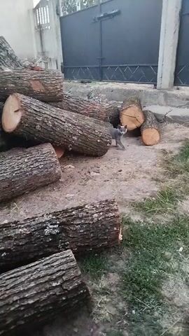 The video shows a gray cat standing among several large logs. The logs are stacked and scattered on the ground, which appears to be a dirt and grass mixture. In the background, there is a dark metal gate and a building. The cat is looking towards the right side of the frame. The scene appears to be outdoors, possibly in a yard or storage area.