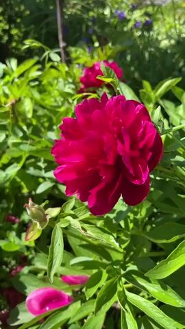 The video shows a close-up view of a garden with various plants and flowers. Initially, a bright pink peony is prominently displayed amidst green foliage. The camera then shifts to show other plants, including what appears to be strawberry plants, and some fallen peony petals. A hand enters the frame, gently touching purple and white pansies.  The hand then reaches in among the plants to pick a ripe, red strawberry.  The lighting appears to be natural daylight.