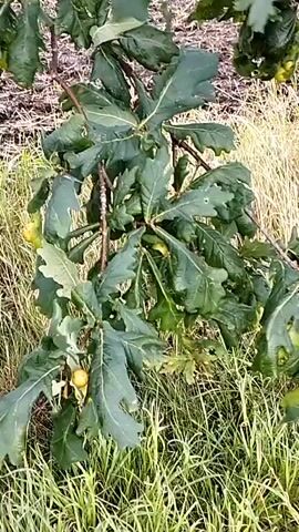 The video shows a close-up view of an oak tree branch with several green acorns. The branch is covered with large, lobed green leaves, some of which have small holes or tears. The acorns are round and appear to be in various stages of development, with some being a bright yellow-green and others a darker green. The background consists of tall, dry grass and some darker foliage. The lighting suggests it is daytime, likely overcast or in shade, as there are no strong shadows. There are no people or animals visible in the frame. The overall scene depicts a natural outdoor environment with emphasis on the oak tree's foliage and fruit.