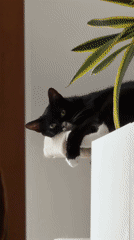 New Yorker documents cat, baked goods, fitting room scenes