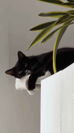 New Yorker documents cat, baked goods, fitting room scenes