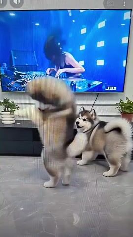 The video shows two husky puppies standing on their hind legs, appearing to dance in front of a large television screen. The television displays a woman DJing with blue stage lights. The puppies mimic some of the DJ's movements, including raising their front paws and swaying. One puppy is slightly closer to the camera than the other. The environment appears to be an indoor living space with a grey floor and a dark entertainment stand beneath the television. There are also two small potted plants visible on either side of the entertainment stand. The video captures the puppies' playful interaction with the on-screen content.