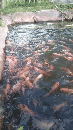 Dense school of reddish-orange fish at a pond's surface