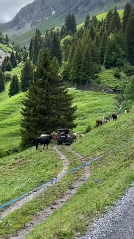 This video captures a serene alpine landscape in Champéry, Switzerland, showcasing lush green meadows, dense evergreen forests, and majestic mountains under a partly cloudy sky during daylight hours.

The initial frames feature a dark green, rugged utility vehicle, possibly a Pinzgauer, either parked or slowly navigating a dirt track that winds through a verdant hillside. Several cows, including a prominent black one in the foreground, are seen grazing and standing peacefully around the vehicle and on the slopes.

As the camera pans left, a broader view of the stunning scenery unfolds. Expansive green pastures stretch across the hills, dotted with numerous coniferous trees. In the distance, towering, rugged mountains with rocky outcrops dominate the horizon. A small, remote house or building is nestled into a distant hillside, hinting at traditional alpine life. A narrow stream or river can be glimpsed winding through the valley floor.

Throughout the video, a blue rope or cable runs horizontally across the foreground, possibly marking a boundary or part of an infrastructure element. The overall impression is one of tranquility and natural beauty, characteristic of the Swiss Alps. There are no people visible, and no discernible text.