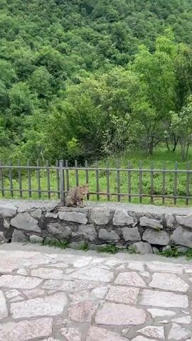 The video shows a medium sized tabby cat sitting on a stone wall with a metal fence behind it.  The cat appears to meow and then walks towards the camera, eventually jumping down off the wall.  In the background there is a hillside covered in green trees. The pavement in front of the wall is made of irregularly-shaped flat stones.