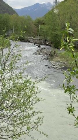 The video shows a river flowing swiftly with a milky gray color. The river is bordered by green trees and vegetation. In the background, mountains are visible under a cloudy sky. The camera's view is partially obscured by a bush with small green leaves in the foreground.