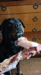Dog treat and dressed-up balcony moments in Horishni Plavni