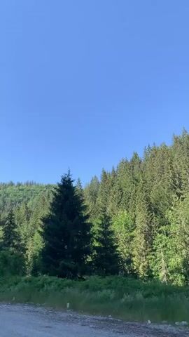 The video shows a view of a forest with a clear blue sky above. The camera pans from left to right, revealing a dense forest of evergreen trees. In the foreground, there is a dirt or gravel path and some green vegetation. The overall scene is natural and serene.