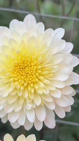 The media file is a close-up, vertical video of a white chrysanthemum flower with a yellow center. The flower's petals are layered and delicate, radiating outwards from the central disk florets. The lighting suggests it is daytime, possibly morning or afternoon, with soft, natural light illuminating the flower. The background is out of focus, showing hints of green foliage and a metallic fence, suggesting the flower is growing outdoors, perhaps in a garden or near a boundary. A tiny, reddish insect is visible on one of the petals, adding a detail of scale and life to the scene. The overall impression is one of natural beauty and intricate detail, focusing on the delicate structure and coloration of the flower. No text is visible in the video. The location context of Kara-Kulja, Kyrgyzstan, implies a possibly rural or natural setting where such flowers might be cultivated or found growing.