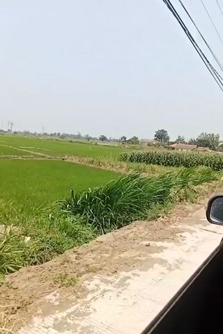 A slow pan across a rural landscape under a clear sky. In the foreground, a muddy, possibly wet, dirt road or path curves to the right. Beyond the road, lush green vegetation lines the edge of the scene. To the left, a field of bright green, wet rice paddies stretches into the distance. In the middle ground, a dense field of tall, green corn stalks is visible. Further back, scattered houses with red-tiled roofs can be seen amongst the greenery. Overhead, a series of black electrical wires are strung across the sky, suspended by poles that are out of frame. The overall impression is one of a sunny day in a cultivated agricultural area.