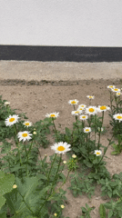 Daisies bloom in early morning ground patch, Brest Belarus