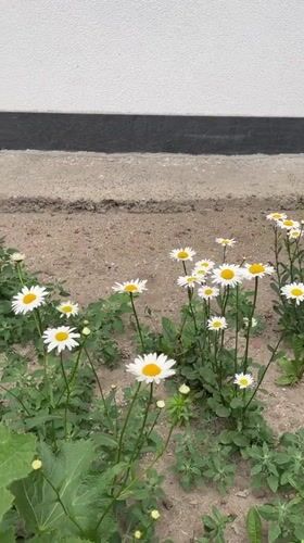 Daisies bloom in early morning ground patch, Brest Belarus
