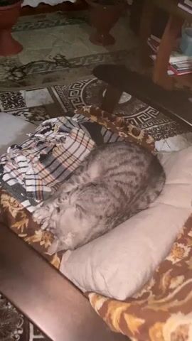 A gray tabby cat is curled up asleep on a patterned blanket and a pillow. The cat's fur has black stripes and it is resting its head on its paws. A plaid blanket is draped over the cat. The scene is viewed from above. The background is out of focus but appears to be a room with a rug and furniture.