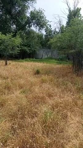 The video shows a medium shot of a field of dry, golden grass. In the background, there are several trees with green leaves. A fence is visible behind the trees on the right side of the frame. The sky appears to be overcast. The camera pans slightly from left to right.