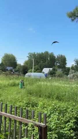 A bird of prey circles in a bright blue sky over a rural landscape. Below, a field of tall green grass is dotted with wildflowers. In the middle ground, a small greenhouse with a white frame and translucent covering stands next to a green barrel. Further back, a modest white house with a dark roof is visible, surrounded by trees. A wooden fence runs across the foreground. The sun is shining, casting a bright light on the scene.
