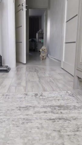 A small, fluffy, light-colored dog is walking down a hallway with a toy in its mouth. The dog is in focus, while the background is blurred. The hallway has light-colored walls and a wooden floor. There are doors on either side of the hallway. A rug is visible in the foreground. The dog walks towards the camera and then disappears out of frame.