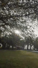 Morning nature documentation captured in Blangriek, Indonesia