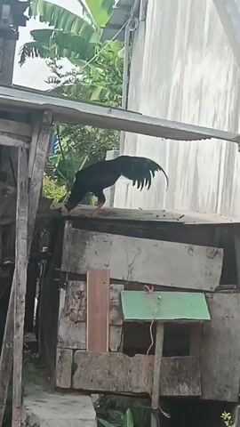 A rooster with black and dark red feathers stands on a weathered wooden surface, its head lowered as if pecking at something. The rooster has a long, curved tail and is facing to the left of the frame. Behind the rooster, a light-colored wall is visible, with green leaves and trees in the background. The wooden surface appears to be part of a rustic structure, possibly a coop or shelter, with other wooden planks and some brick-like objects visible below it. The lighting suggests it is daytime, with natural light illuminating the scene.