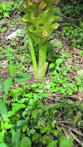 The video shows a close-up of a pink and green flower with a thick green stem in the center of the frame. The flower is surrounded by green foliage and brown dirt. The camera slowly zooms in on the flower, highlighting its petals and structure.