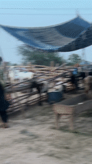 Goat market operations captured in Multan, Pakistan