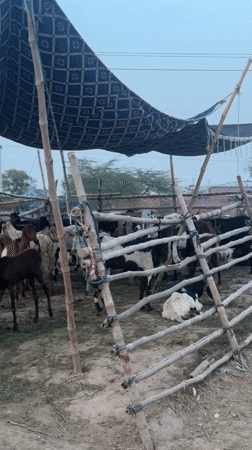 Goat market operations captured in Multan, Pakistan