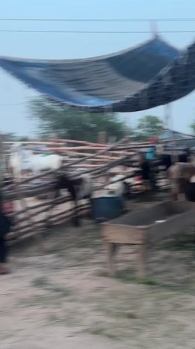 Goat market operations captured in Multan, Pakistan
