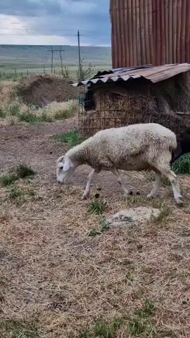 A white sheep and a black sheep are in a dry, grassy area next to a rustic building. The white sheep is in the foreground, facing left and grazing. The black sheep is in the background, facing right and also appears to be grazing. Behind them is a structure with a corrugated metal roof and wooden walls, with hay piled next to it. The sky is overcast.